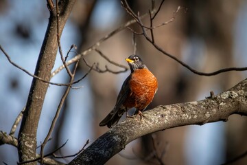 American Robin