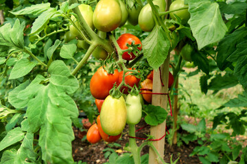 Ripening Plum Tomatoes growing in a french potager (vegetable garden).
