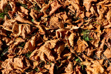 Golden brown Lime Tree Autumn Leaves.