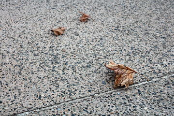 Three dry, brown leaves scattered on a textured concrete sidewalk, symbolizing autumn, decay, and seasonal change.  

