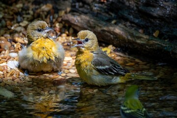 Baltimore Oriole