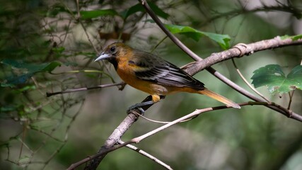 Baltimore Oriole