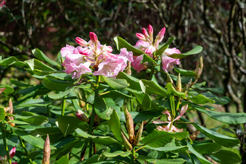 Close up of pink Rhododendron flowers in bloom