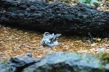Black and White Warbler
