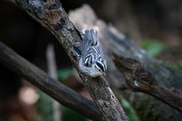 Black and White Warbler