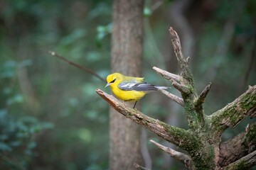 Blue-winged Warbler