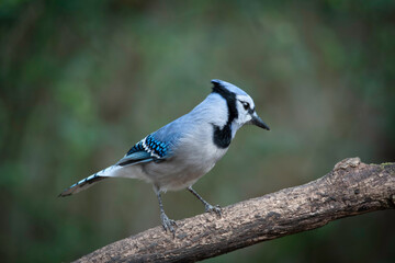 Blue Jay