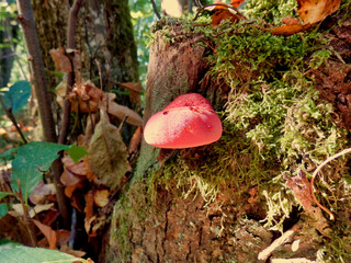 Beefsteak or Ox-tongue fungus aka Fistulina hepatica just emerging from an oak tree stump. As can...