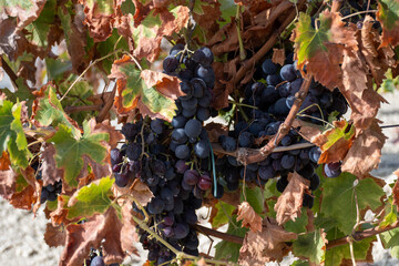 Harvest on famous sherry wines grape vineyards in Andalusia, Spain, sweet pedro ximenez or muscat,...