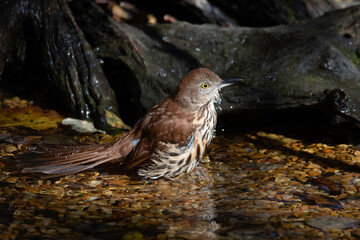 Brown Thrasher