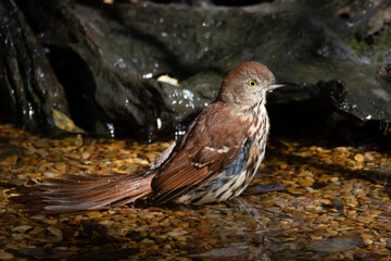 Brown Thrasher