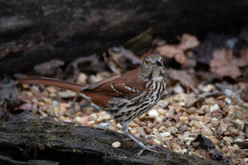 Brown Thrasher