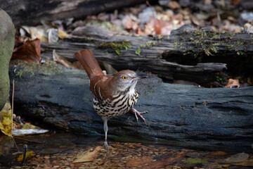 Brown Thrasher