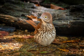 Brown Thrasher