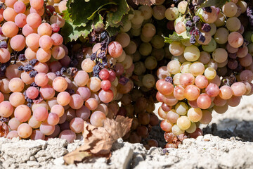 Harvest on famous sherry wines grape vineyards in Andalusia, Spain, sweet pedro ximenez or muscat, or palomino grapes, used for production of jerez, sherry sweet and dry wines