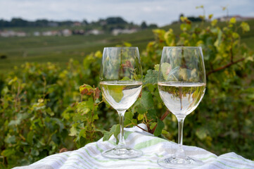 Tasting of grand cru sparkling brut white wine champagne on sunny vineyards of Cote des Blancs near village Cramant and Avize, Champagne, France