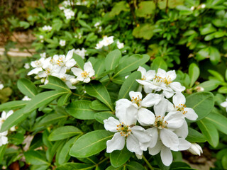 Beutifule white blooms on a flowering Choisya Ternata.