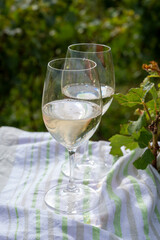 Tasting of grand cru sparkling brut white wine champagne on sunny vineyards of Cote des Blancs near village Cramant and Avize, Champagne, France