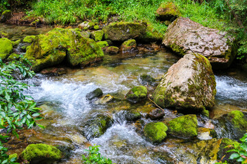 Obraz premium stream in the forest