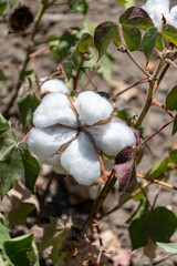 Organic cotton plants field with white open buds ready to harvest near Sevilla, Cordoba, Andalusia, Spain