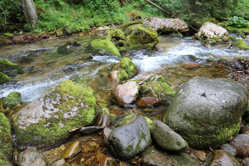 river in the forest