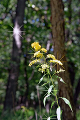 flowers in the forest