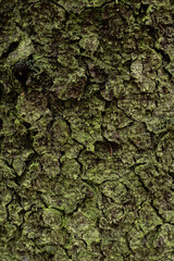 bark of a tree - obrazy, fototapety, plakaty