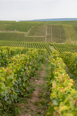 Landscape with green grand cru vineyards near Cramant and Avize, region Champagne, France. Cultivation of white chardonnay wine grape on chalky soils of Cote des Blancs