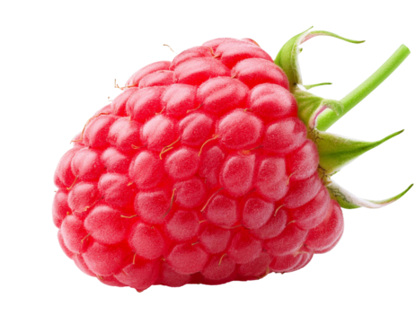 Fresh red raspberry isolated on transparent background with stem
