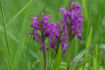 Naklejka premium Dactylorhiza majalis wild flowering orchid flowers on meadow, group of bright purple flowers in bloom