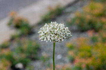 Allium nigrum black broad-leaved broadleaf garlic white flowering plant, ornamental beautiful garden flowers in bloom