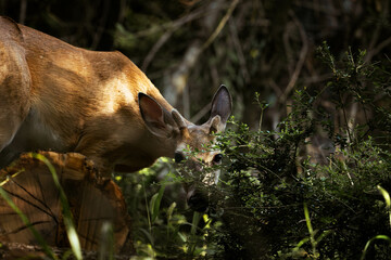 a young buck peeks through a green bush