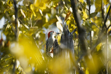 a red-bellied woodpecker perched on a tree among yellow leaves