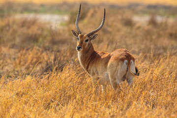Red Lechwe (Kobus leche) standing in tall grass on the floodplain of the Khwai River, Moremi Game Reserve Botswana