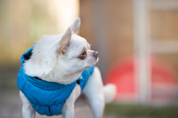 Portrait of a cute purebred chihuahua