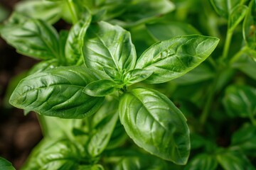 Green basil plant growing in a garden with fresh leaves