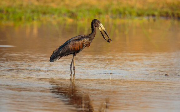 Open-billed Stork (Anastomus lamelligerus) with prey, a small snail, in the Khwai river, Moremi game reserve Botswana

