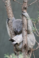 koala in tree © Sarah