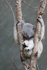 koala in tree