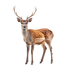Fototapeta premium hyperrealistic photograph of a deer white background