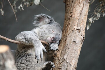 koala sleeping in a tree © Sarah