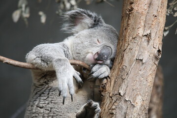 koala sleeping in a tree
