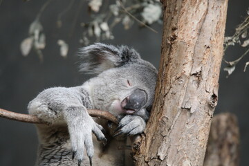 koala sleeping in a tree © Sarah