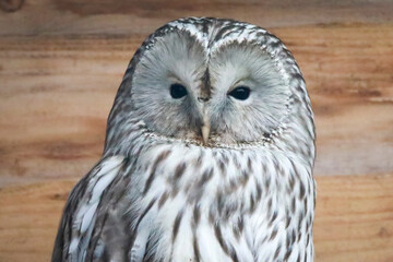great horned owl