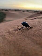Scarab in the desert