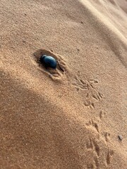 Scarab on sand