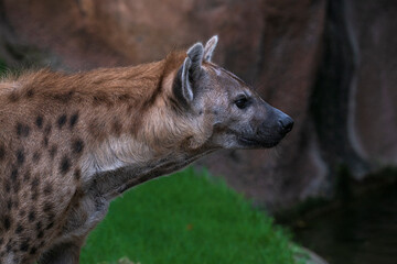 .photographs of African hyenas in nature in their natural habita