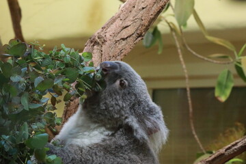 koala in tree
