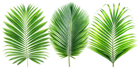 palm leaf isolated on white background