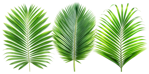 palm leaf isolated on white background